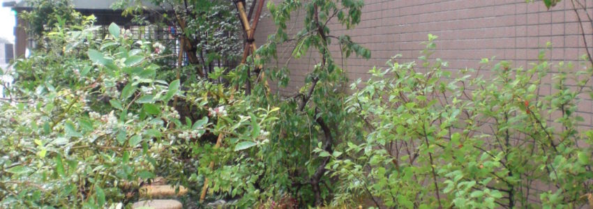 横浜市港北区綱島マンション 植栽工事 植木屋 造園 マンション植栽管理は神奈川 横浜市港北 都筑 植木屋ホシ