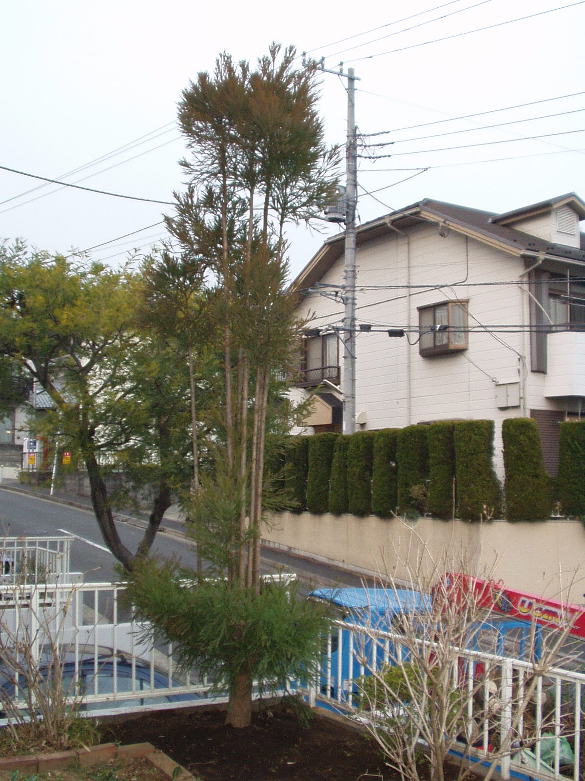 横浜市青葉区鴨志田 S邸 植木の植え替え工事 植木屋 造園 マンション植栽管理は神奈川 横浜市港北 都筑 植木屋ホシ